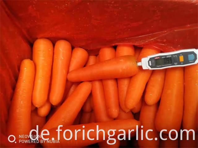 New Crop Carrot 2019